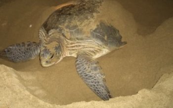 Bromo Ijen Sukamade Tour from Bali: Volcanoes, Blue Fire & Turtles